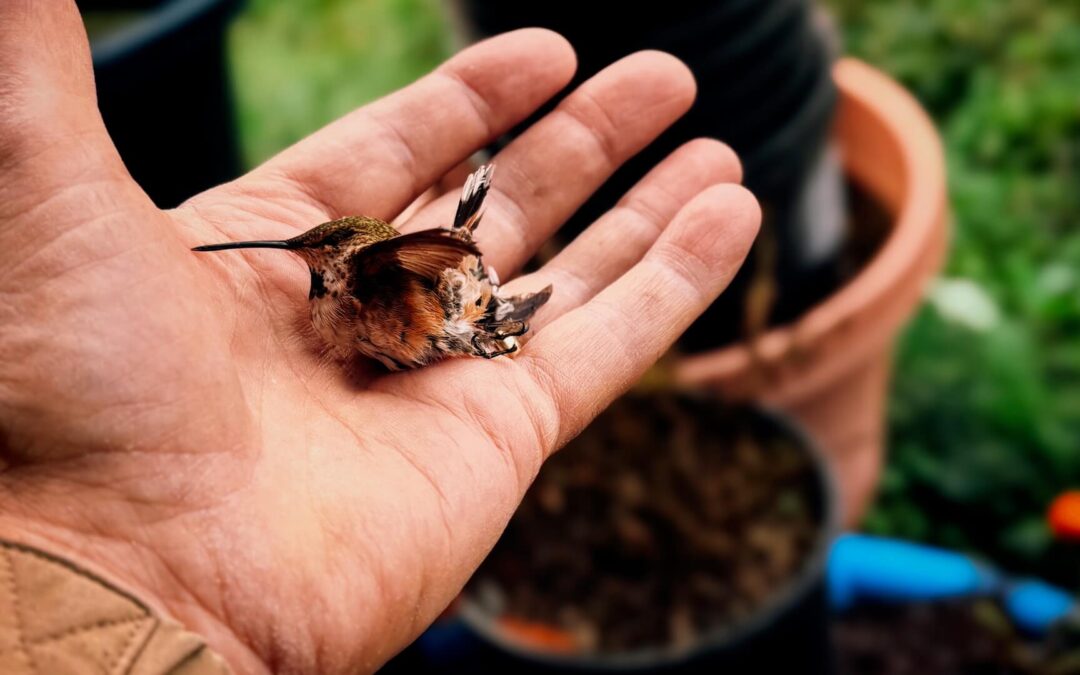 Year-Round Hummers - We've lived in Hobart the better part of 40 years. Feeding hummingbirds has been part of our life since the beginning. But starting a few years ago we noticed they never leave. They used to disappear in the fall then return in the spring. Now they're here all the time. Little ones, like this guy I found on the barn floor this morning, and bigger ones. Not sure why, just an observation. Always fascinating.